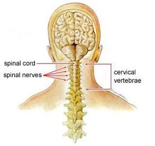 Cervical and Stiff Neck